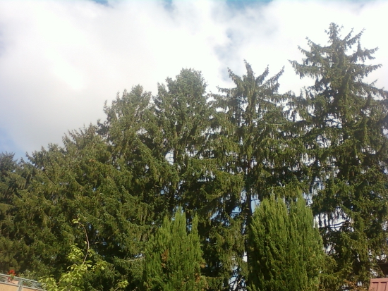 Picea abies e Pinus sp. pl.